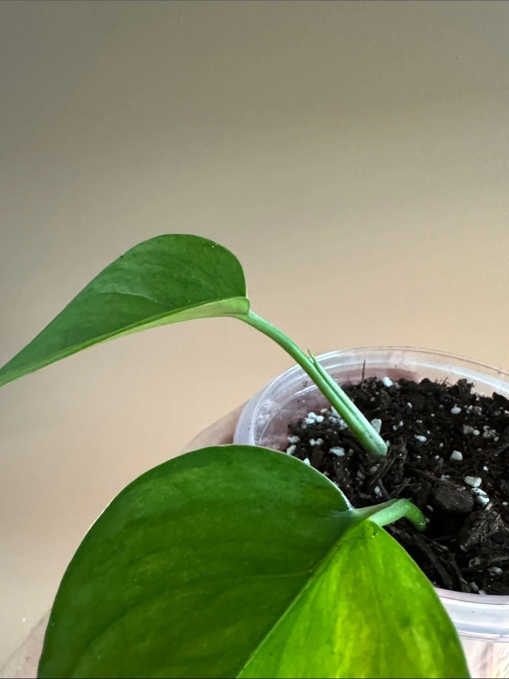 Jade Pothos - Rooted